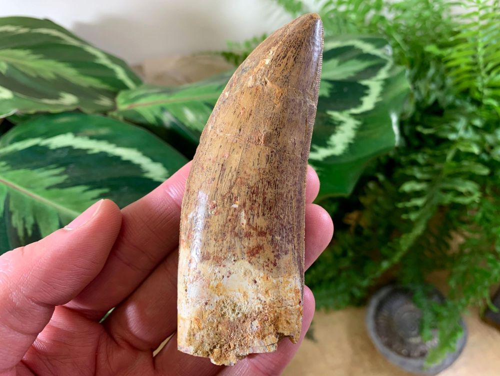 XL Carcharodontosaurus Tooth - 4 inch #CT04