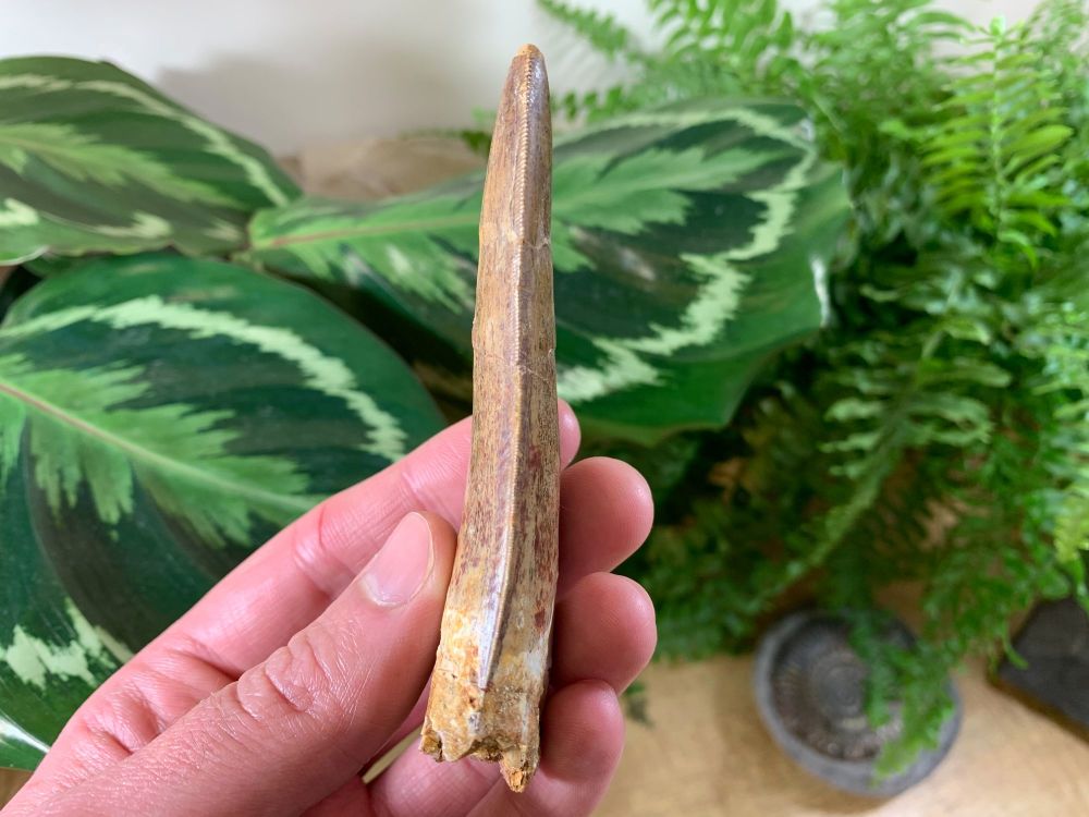 XL Carcharodontosaurus Tooth - 4 inch #CT04