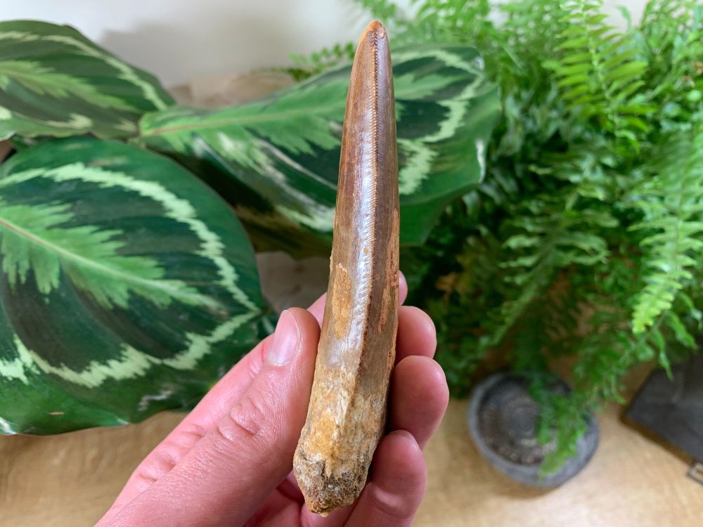MUSEUM QUALITY Carcharodontosaurus Tooth - 4.38 inch #MC02