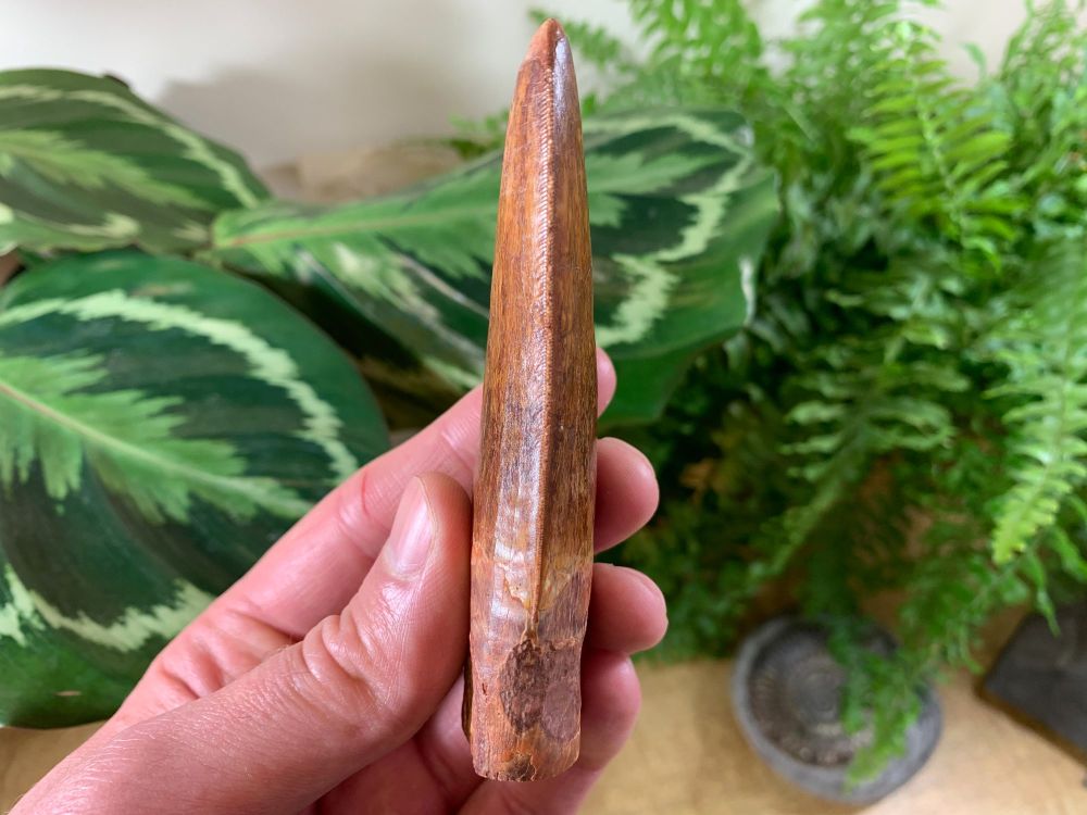 MUSEUM QUALITY Carcharodontosaurus Tooth - 4 inch #MC03