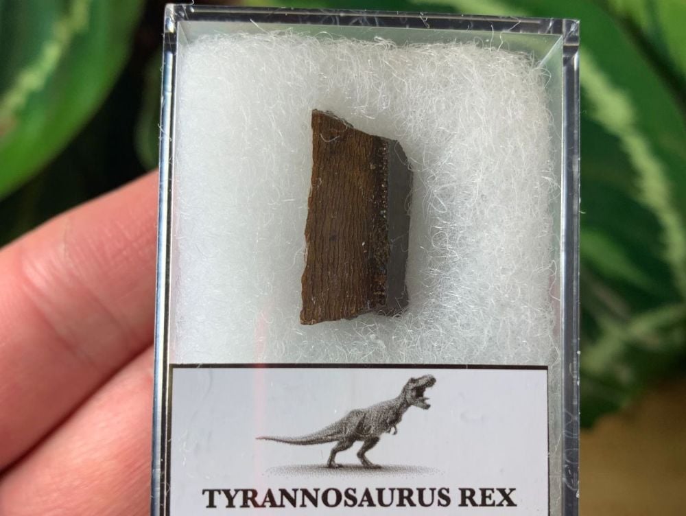 Tyrannosaurus rex Tooth Chunk (0.81 inch) #02