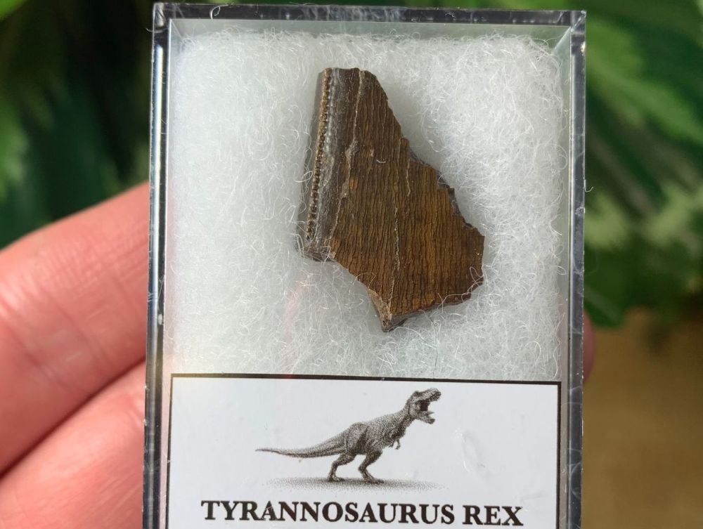 Tyrannosaurus rex Tooth Chunk (0.88 inch) #04
