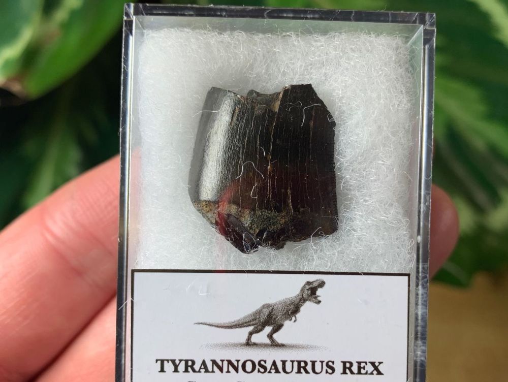 Large Tyrannosaurus rex Tooth Chunk #04