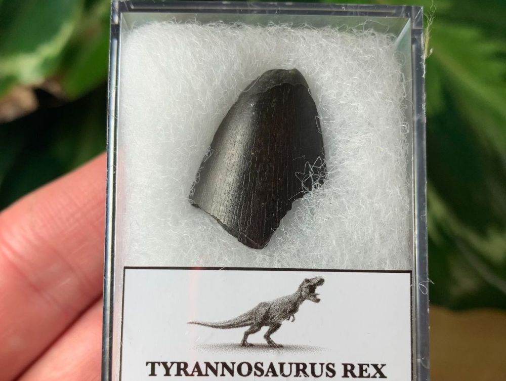 Tyrannosaurus rex Tooth Tip (0.88 inch)