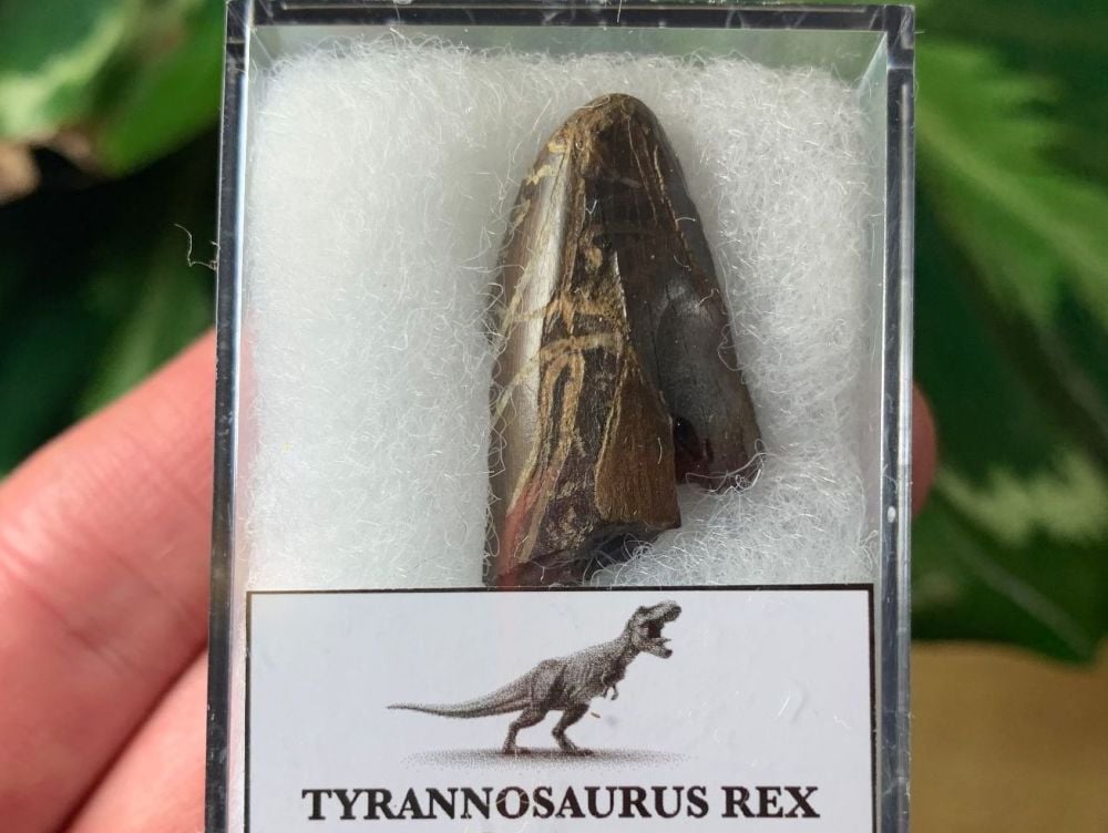 Tyrannosaurus rex Tooth Tip (1.13 inch)
