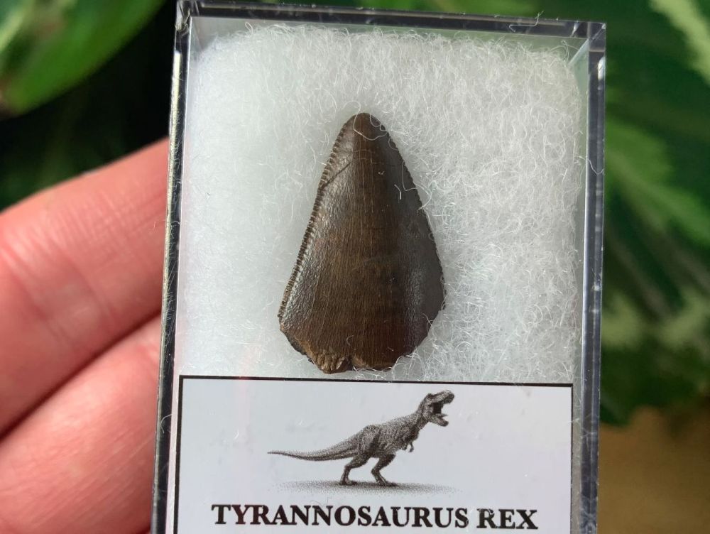 Tyrannosaurus rex Tooth Tip (0.88 inch)