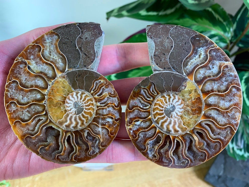 Cut & Polished Ammonite (pair) #L01