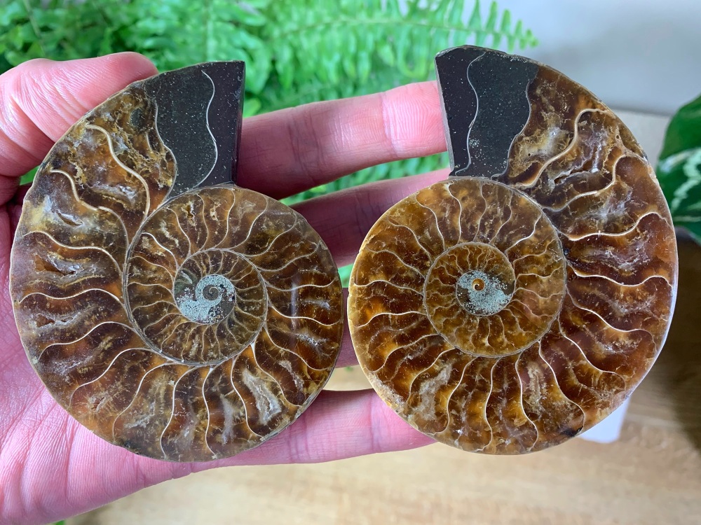 Cut & Polished Ammonite (pair) #L02