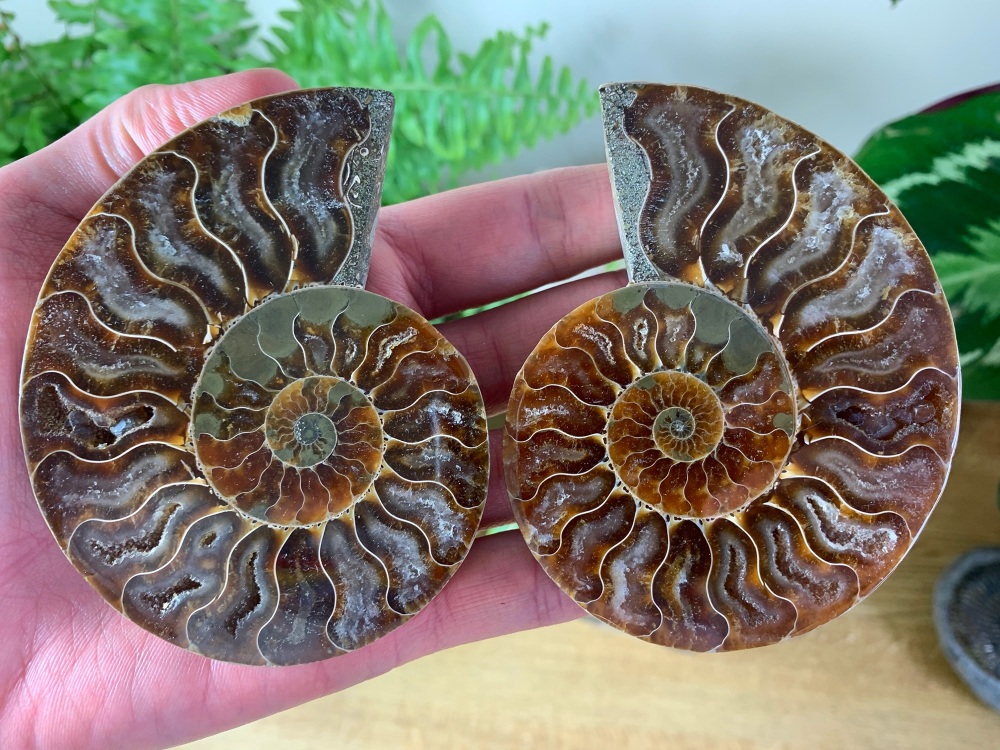 Cut & Polished Ammonite (pair) #L06