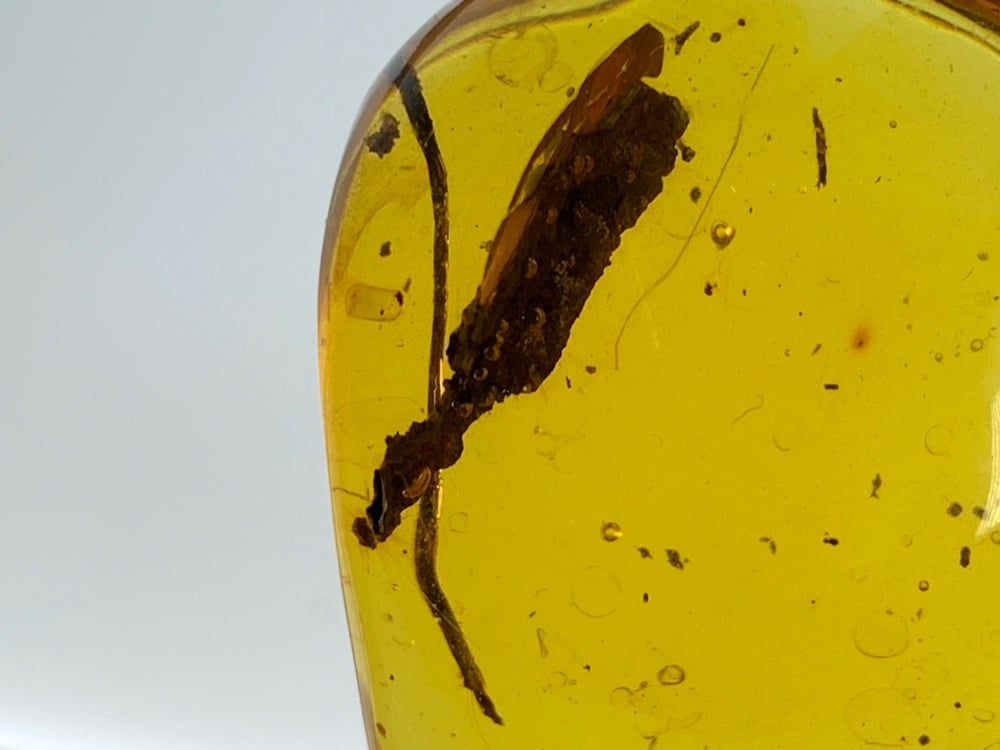 Dominican Amber Inclusion #01 (Twig & Leaf)