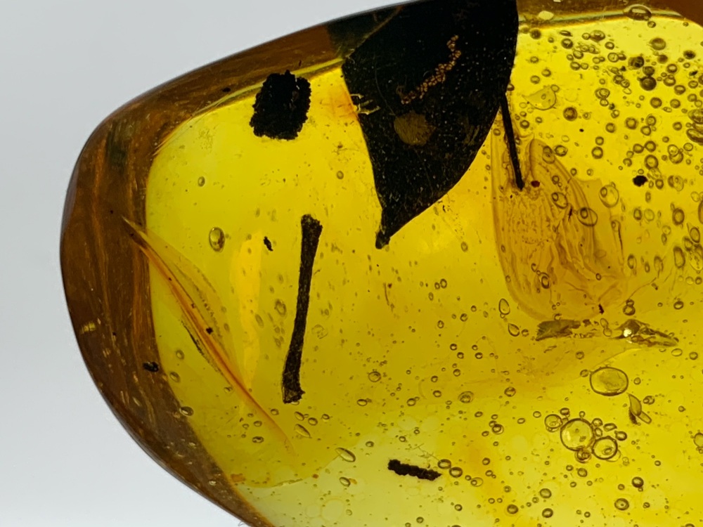 Dominican Amber Inclusion #02 (Twig & Leaf)