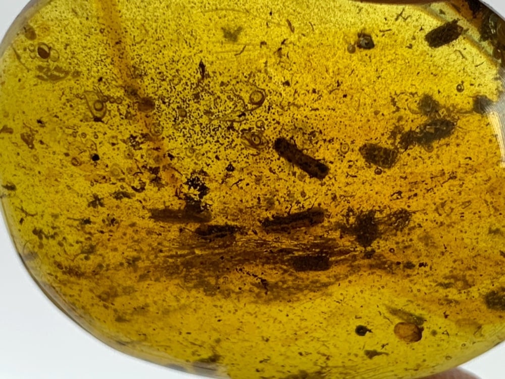 Dominican Amber Inclusion #04 (Beetles)