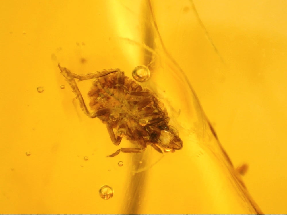 Dominican Amber Inclusion #07 (Bug)