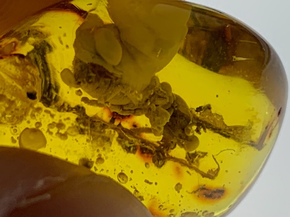 Dominican Amber Inclusion #09 (Large Termite)