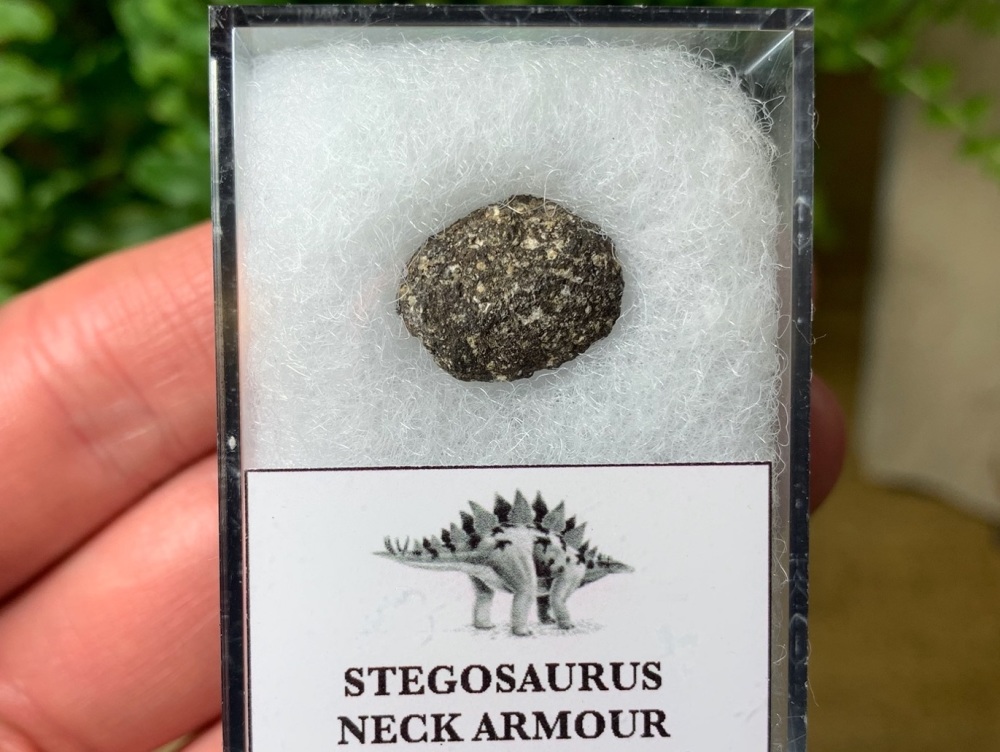 Stegosaurus Neck Armour Plate #01