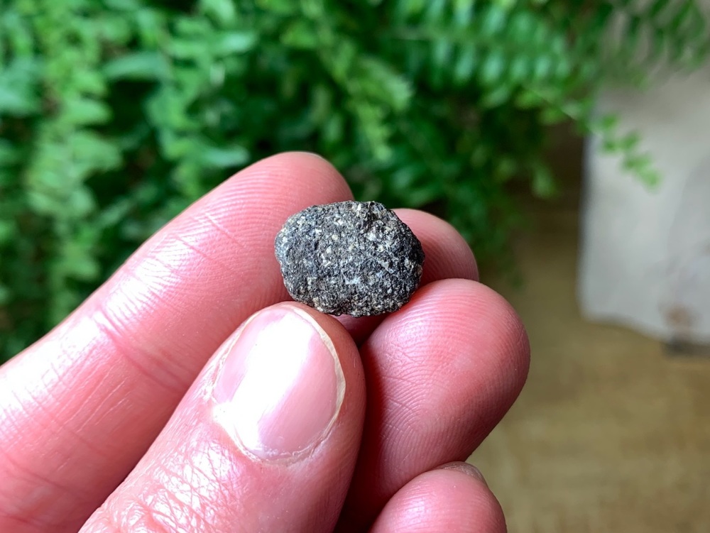 Stegosaurus Neck Armour Plate #01