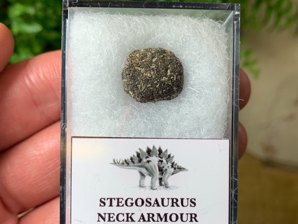 Stegosaurus Neck Armour Plate #03