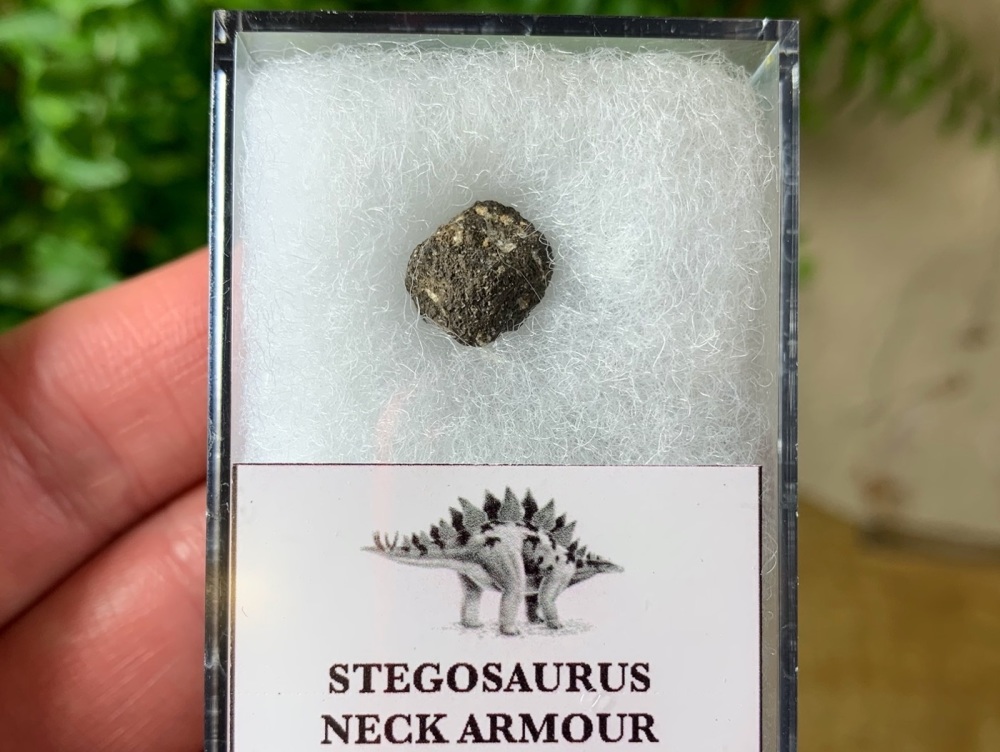 Stegosaurus Neck Armour Plate #04
