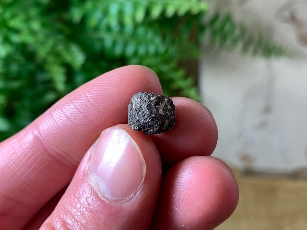 Stegosaurus Neck Armour Plate #04