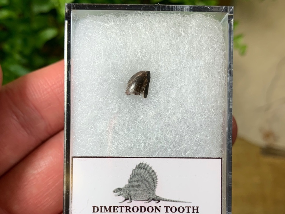 Dimetrodon Tooth (Oklahoma)