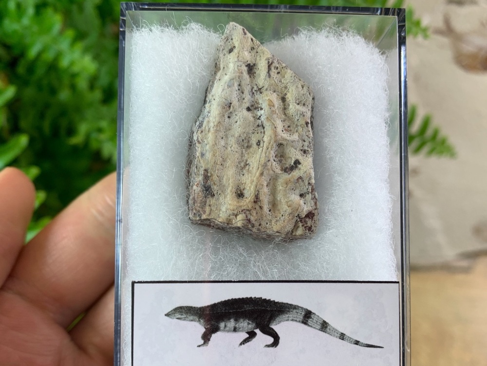 Aetosaur Osteoderm (Triassic Reptile) #01