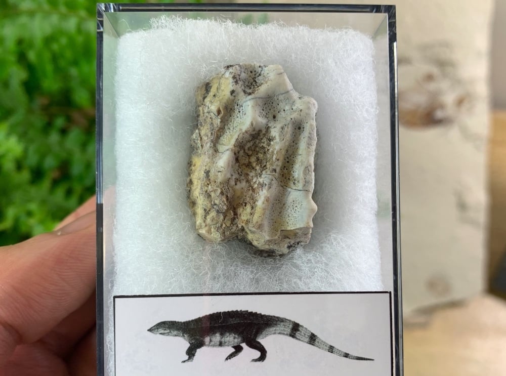 Aetosaur Osteoderm (Triassic Reptile) #02