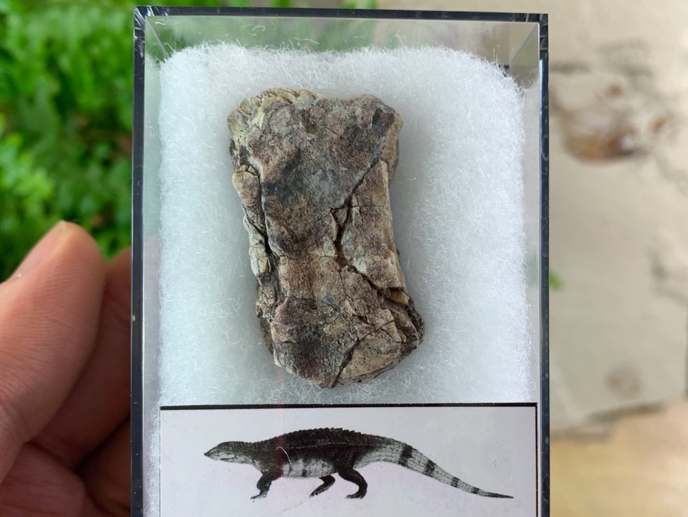Aetosaur Osteoderm (Triassic Reptile) #03