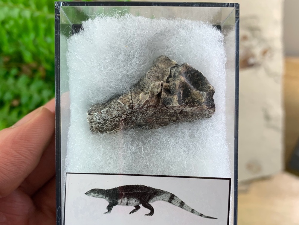 Aetosaur Osteoderm (Triassic Reptile) #04