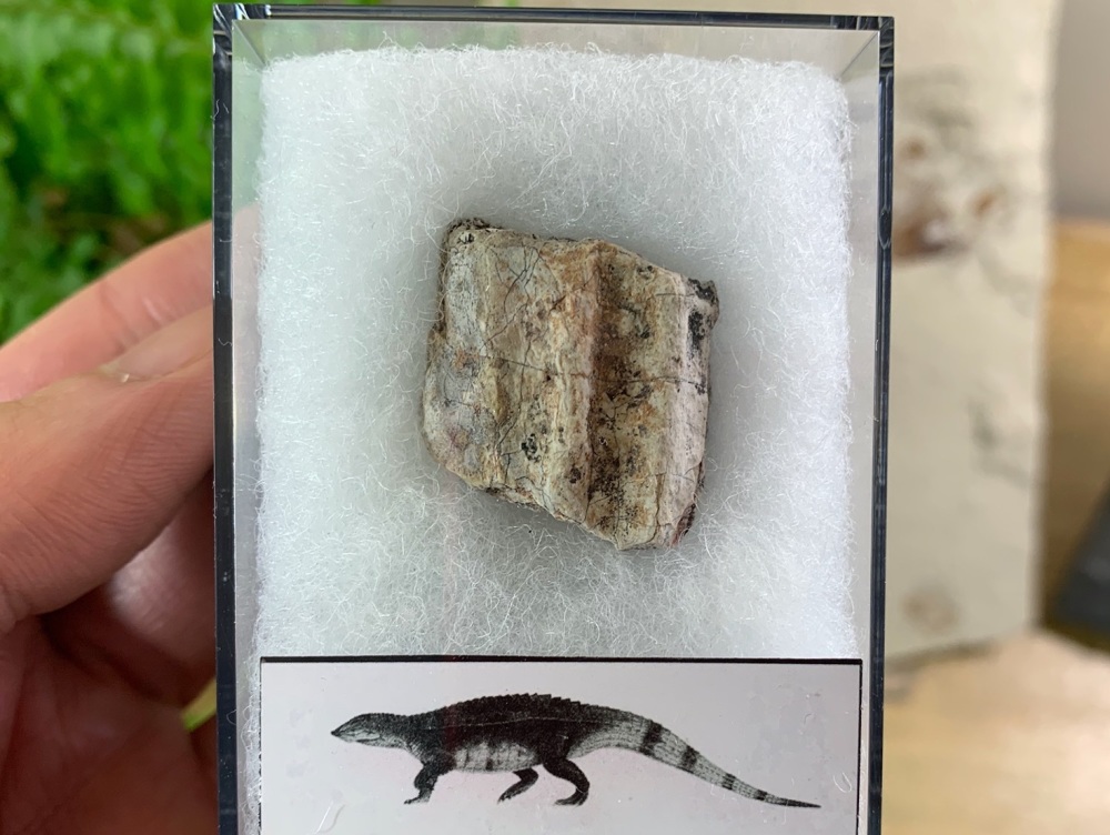 Aetosaur Osteoderm (Triassic Reptile) #05