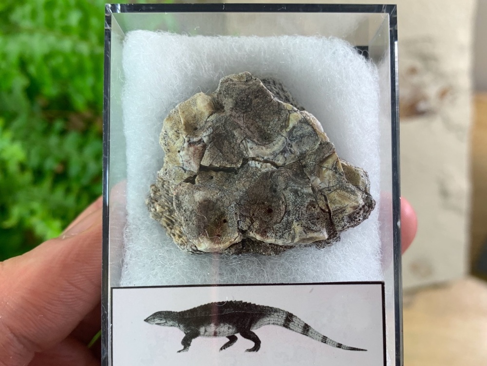 Aetosaur Osteoderm (Triassic Reptile) #09