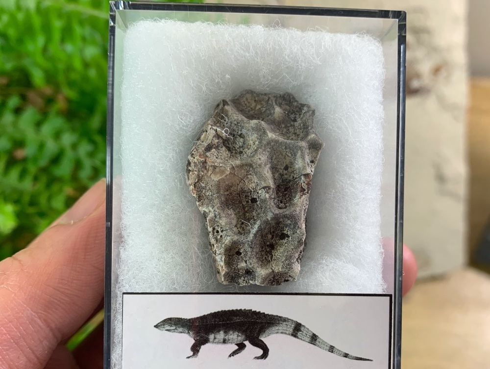 Aetosaur Osteoderm (Triassic Reptile) #10