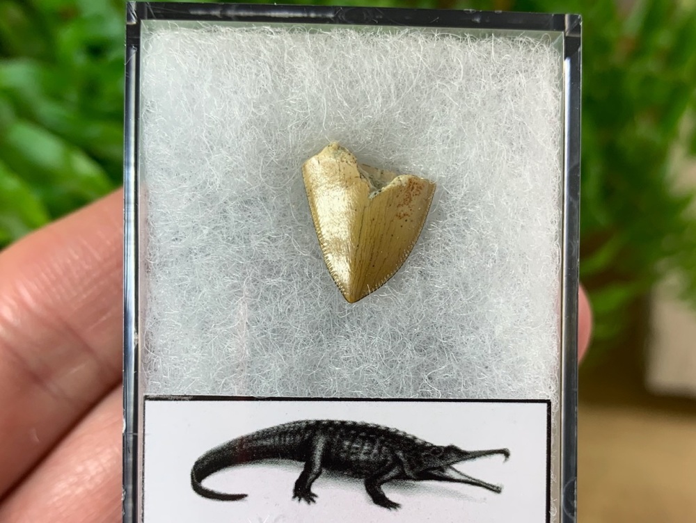 Phytosaur Tooth #13