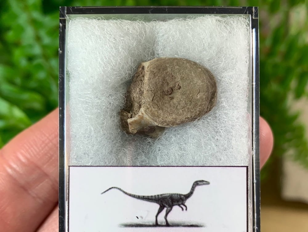 Coelophysis Early Dinosaur Vertebra #01