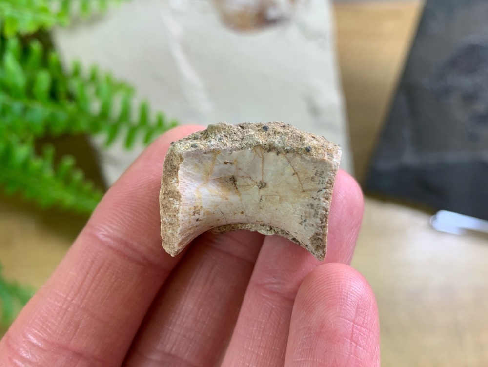 Coelophysis Early Dinosaur Vertebra #03