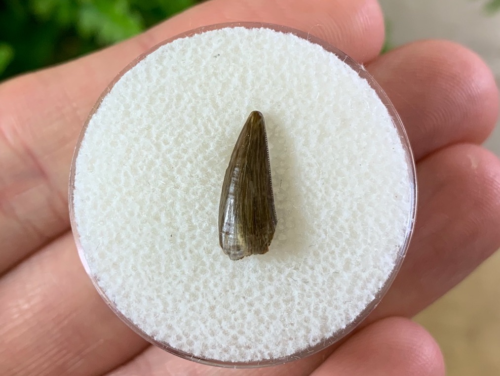 Theropod Dinosaur Tooth, New Mexico (Triassic)