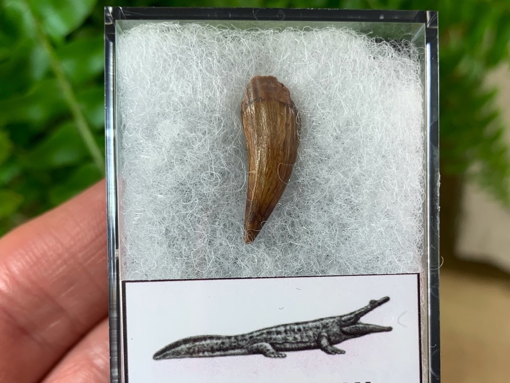 Koskinonodon Amphibian Tooth, New Mexico (Triassic)