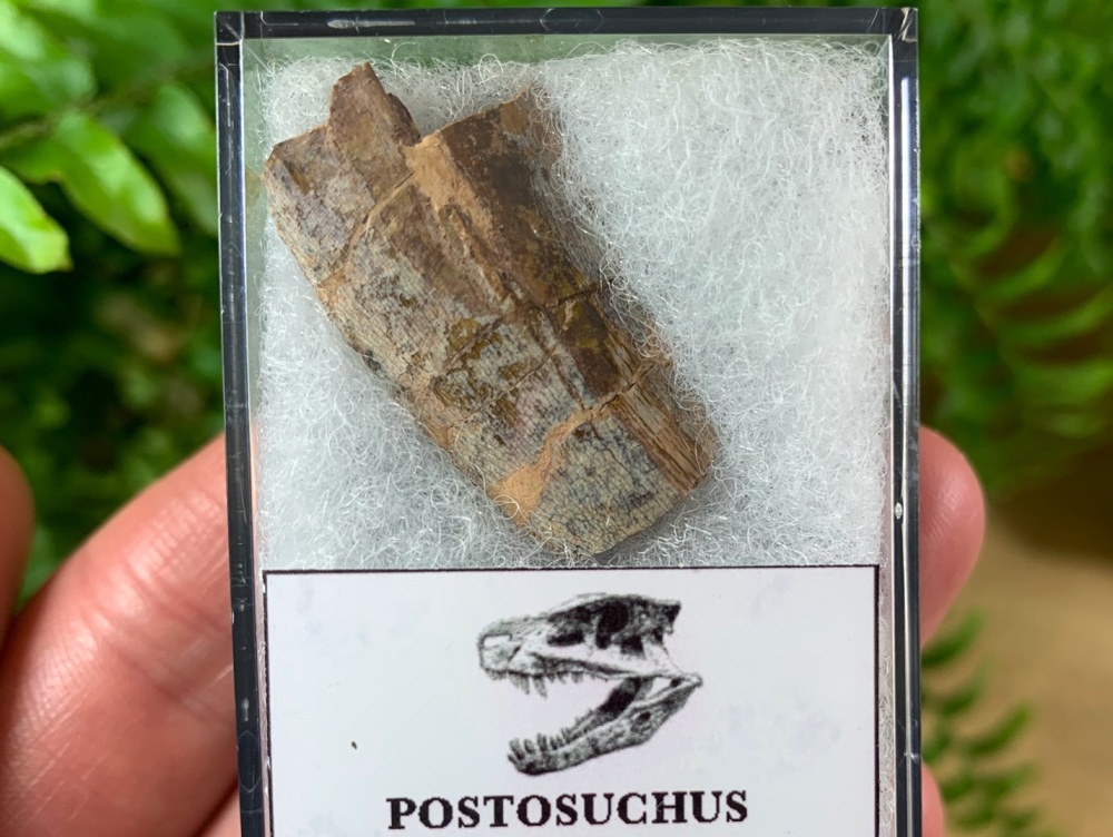 Postosuchus Reptile Tooth (Late Triassic)