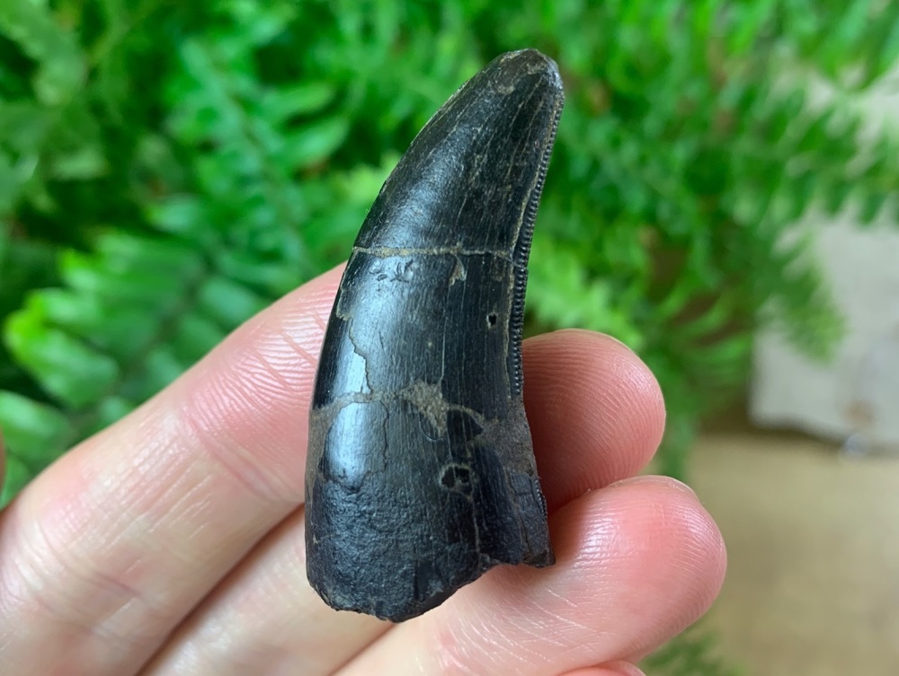 Tyrannosaurus rex Tooth (1.56 inch)