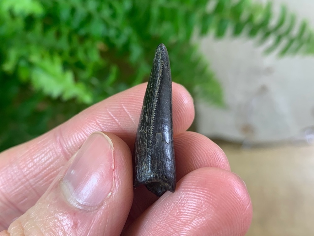 Small Tyrannosaurus rex Tooth (1.13 inch)