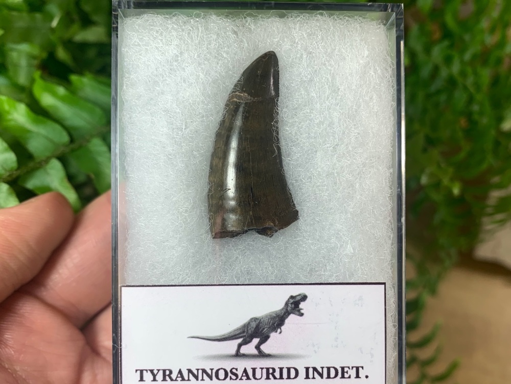 Tyrannosaur Tooth, 1.25 inch (Hell Creek Fm.)