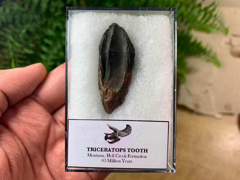 MUSEUM QUALITY Triceratops Tooth