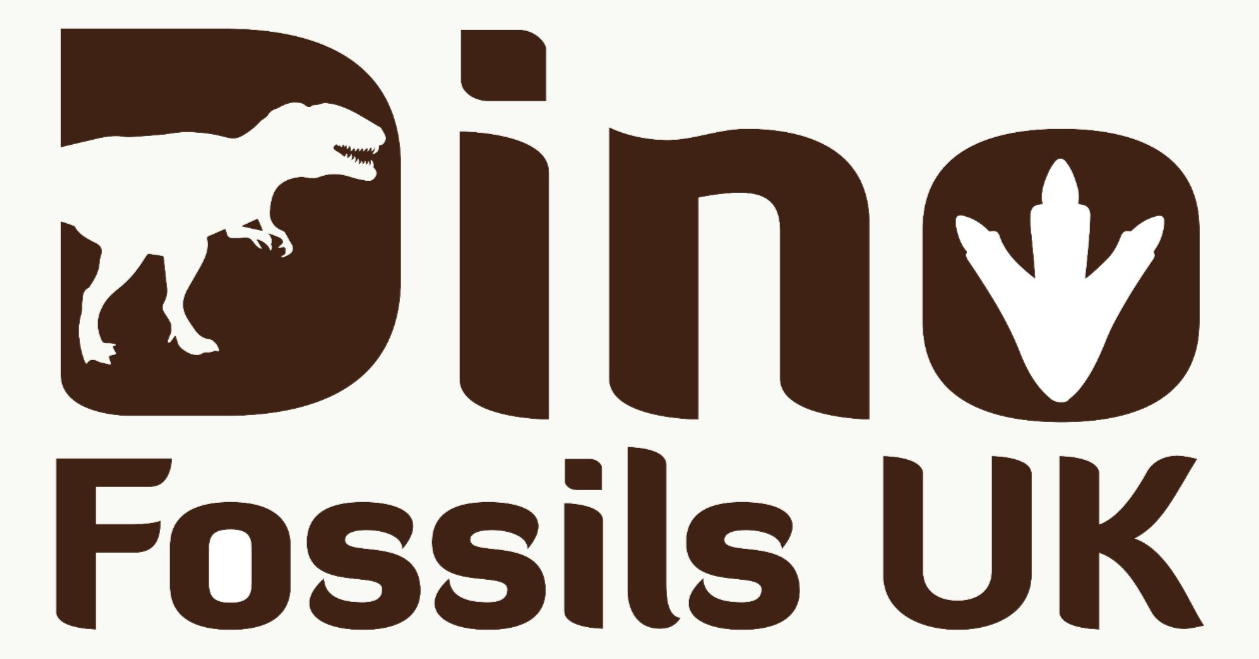 Dinosaur Fossils Shop