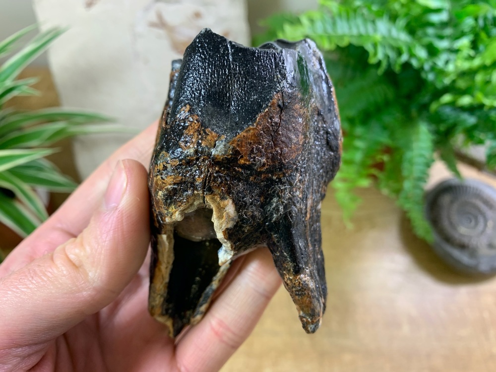 Woolly Rhino Tooth, Russia #01