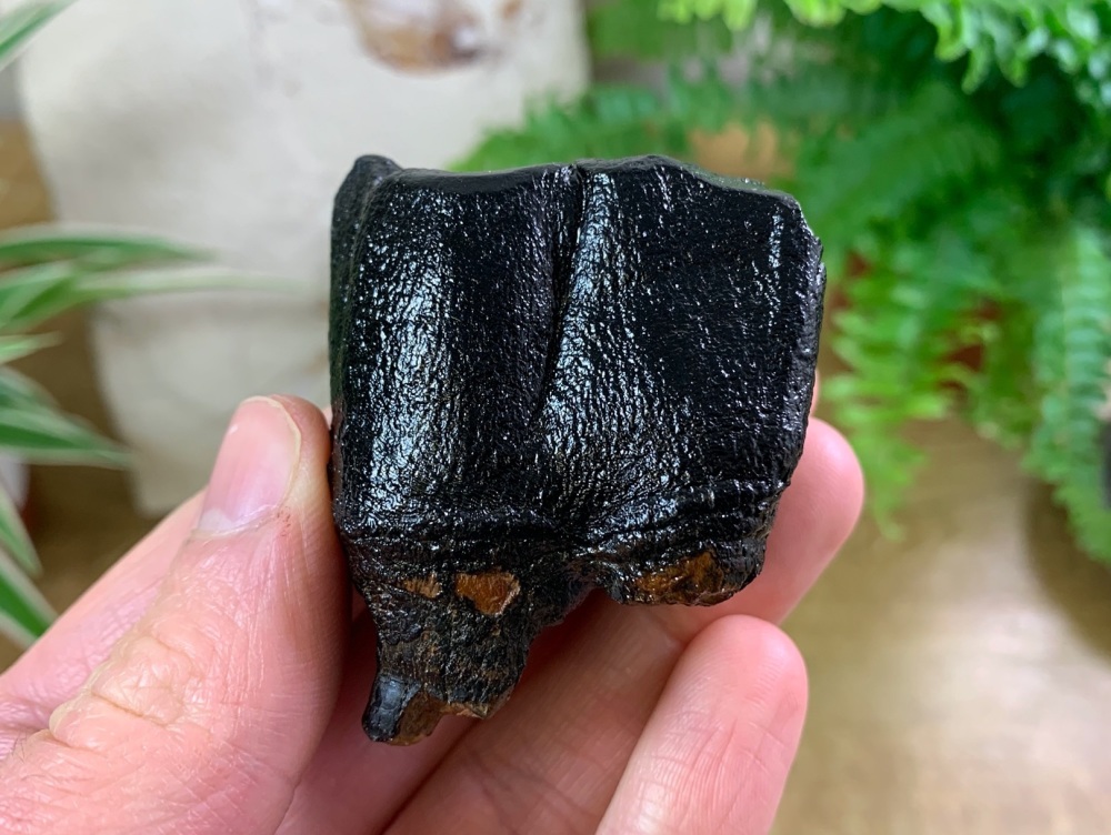 Woolly Rhino Tooth, North Sea #02
