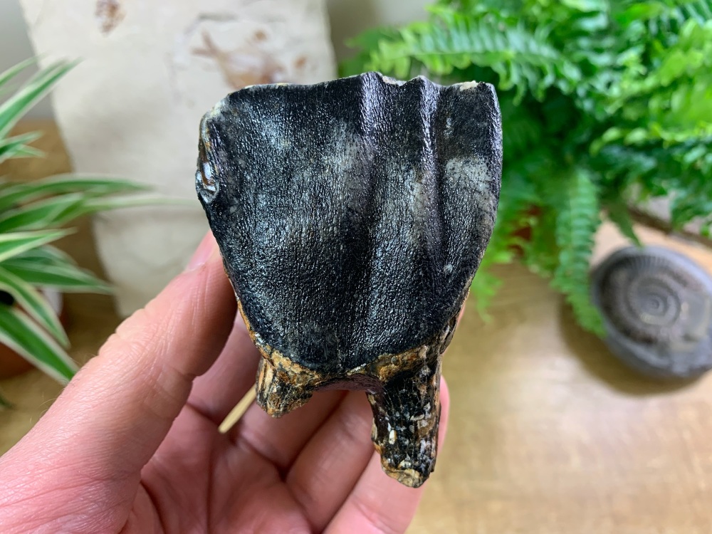 Woolly Rhino Tooth, North Sea #03