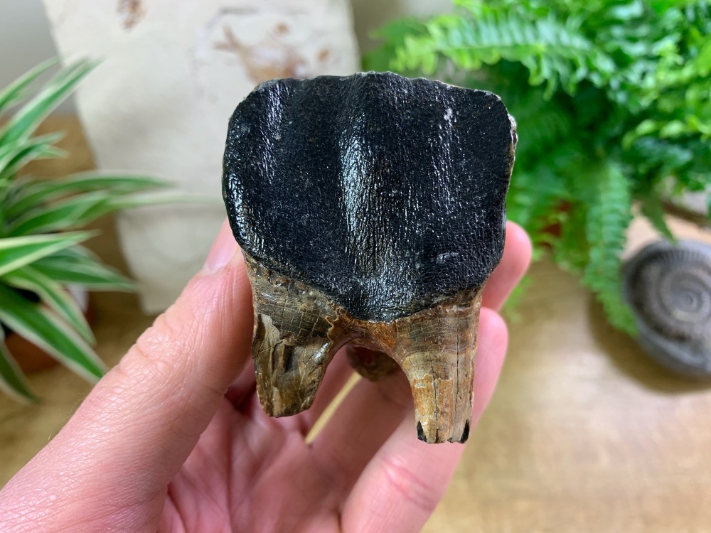 Woolly Rhino Tooth, North Sea #04