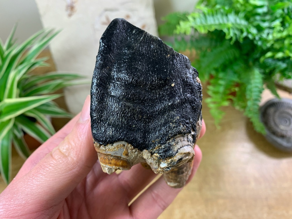 Woolly Rhino Tooth, North Sea #05