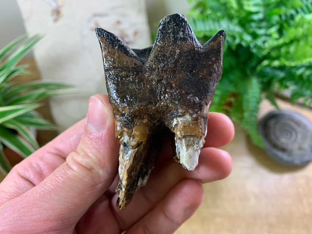 Woolly Rhino Tooth, North Sea #07