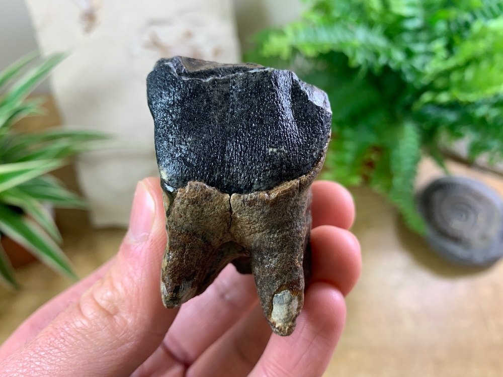 Woolly Rhino Tooth, North Sea #08
