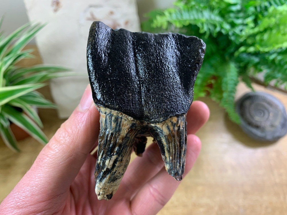 MUSEUM QUALITY Woolly Rhino Tooth #01